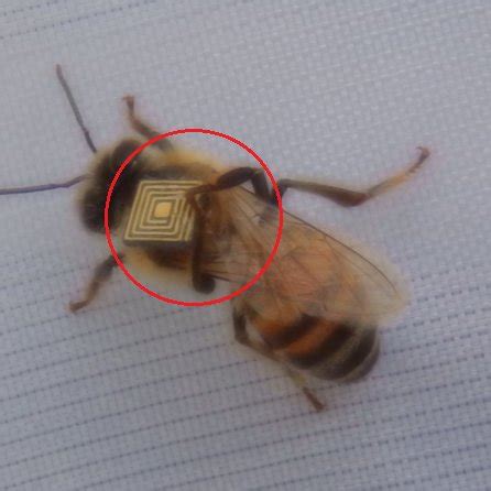 bees rfid tags 2016 how many|automated field rfid bees.